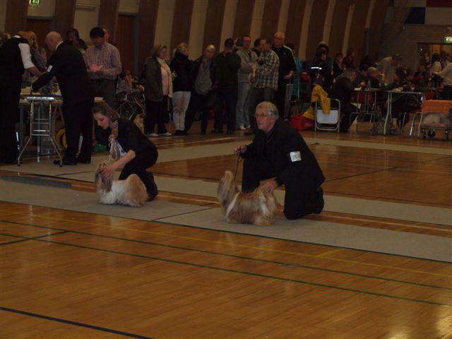 Shih Tzu Danmark
